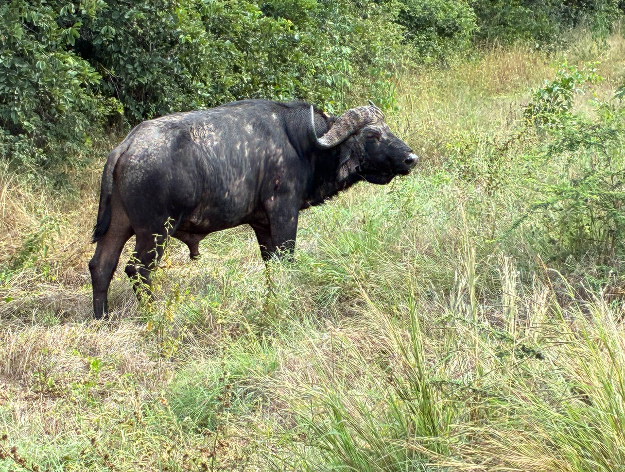 ジンバブエ(ヨハネスブルク→ビクトリアフォールズ)