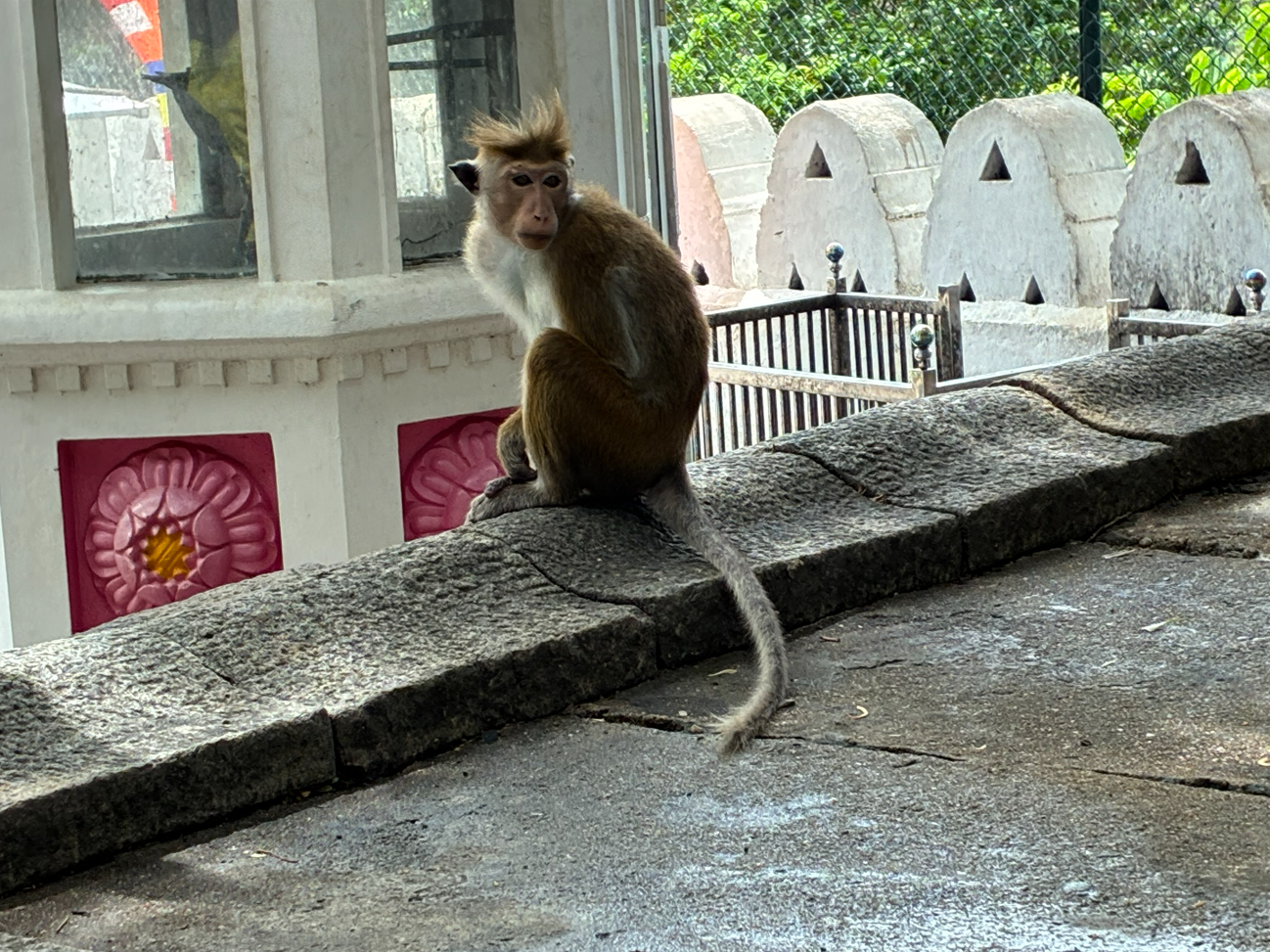 お猿さん版 世界旅まとめ
